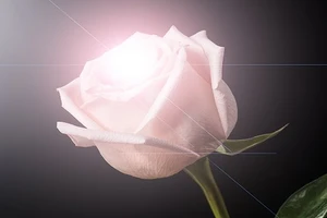 "Mignonne, allons...
