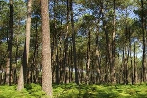 Forêts et vignobles...