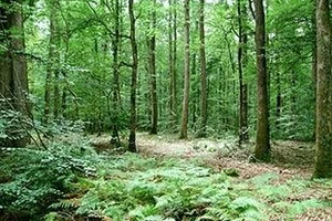 Bois & forêt, un...