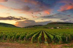 Grands vins et...