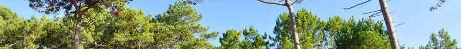 L'immobilier des notaires : Landes